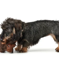 Hunter Jouet Pour Chien Dur Kamerun Bisonte -Trixie Soldes Magasin HU65719 1 637df0c3e5f6b