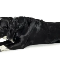 Hunter Jouet Pour Chiens Kamerun Gorila Dur 7 Hunter Jouet Pour Chiens Kamerun Gorila Dur -Trixie Soldes Magasin HU65722 2 637df109b3da7