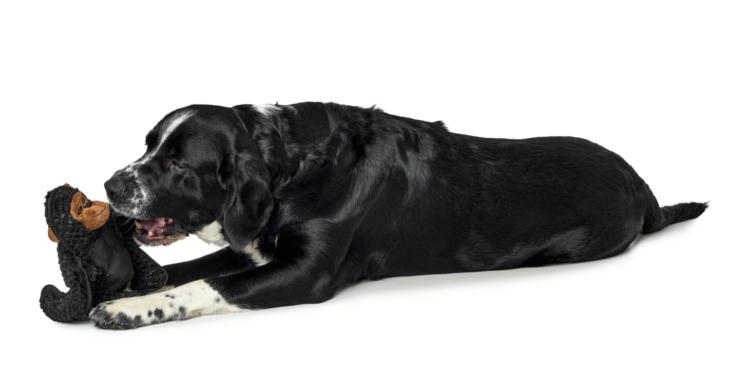 Hunter Jouet Pour Chiens Kamerun Gorila Dur 5 Hunter Jouet Pour Chiens Kamerun Gorila Dur – Image 3