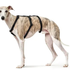 Hunter Sécurité Noire Vr Arné -Trixie Soldes Magasin HU66200 HU66201 HU66202 2 637cc296669fa