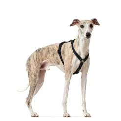 Hunter Sécurité Noire Vr Arné -Trixie Soldes Magasin HU66200 HU66201 HU66202 3 637cc295e9566