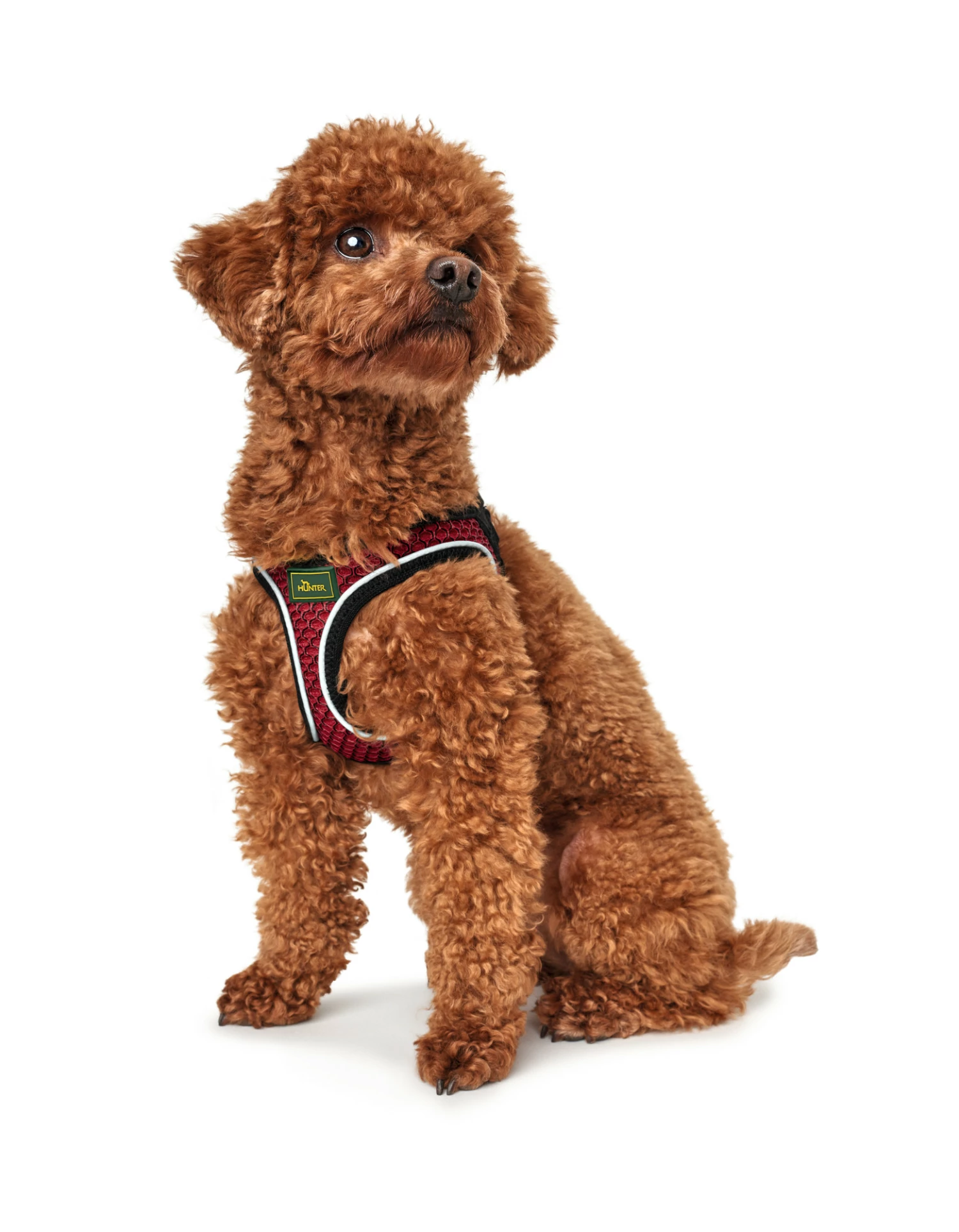 Hunter Harnais Confort Fil Rouge 6 Hunter Harnais Confort Fil Rouge – Image 4