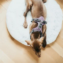 Hunter Harnais De Divo Lila -Trixie Soldes Magasin HU67579 HU67580 HU67581 HU67582 HU67583 HU67584 5 62dfbffdd0c99