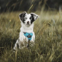 Hunter Divo Bleu Arné -Trixie Soldes Magasin HU67599 HU67600 HU67601 HU67602 HU67603 HU67604 4 62dfbfeb54abc