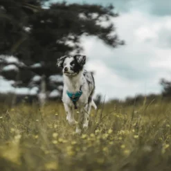 Hunter Divo Bleu Arné -Trixie Soldes Magasin HU67599 HU67600 HU67601 HU67602 HU67603 HU67604 6 62dfbfe9b9c73