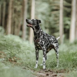 Hunter Harnais Divo Marron 11 Hunter Harnais Divo Marron -Trixie Soldes Magasin HU68891 HU68892 HU68893 HU68894 HU68895 HU68896 4 62e247968c801