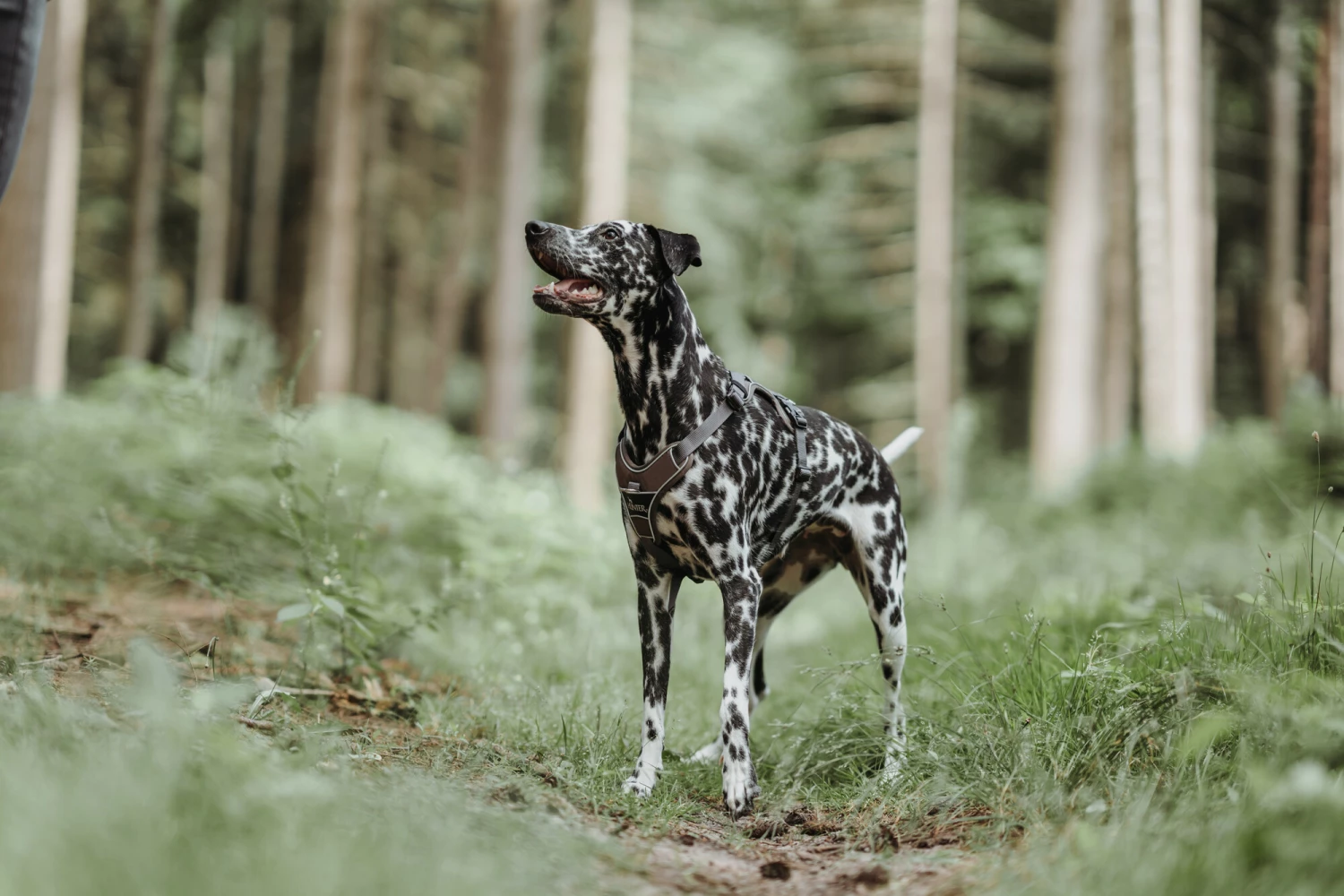 Hunter Harnais Divo Marron 7 Hunter Harnais Divo Marron – Image 5