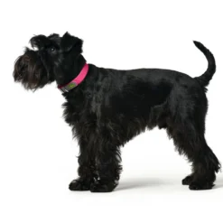 Hunter Convention De Collier Réconfort Rosa -Trixie Soldes Magasin HU68901 HU68902 HU68903 HU68904 HU68905 HU68906 HU68907 HU68908 HU68909 HU68910 HU68911 HU68912 2 62dfbd7683186