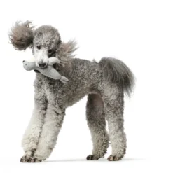 Hunter Jouet De Chien Skagen Foca -Trixie Soldes Magasin HU69003 1 637df0707ef7f