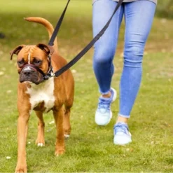 The Company Of Animals Muselière Rembourrée Anti-Tirant Optifit 11 The Company Of Animals Muselière Rembourrée Anti-Tirant Optifit -Trixie Soldes Magasin Halti Optifit Headcollar On dog close up Header Gallery 694x572 6 633fda37a64d4