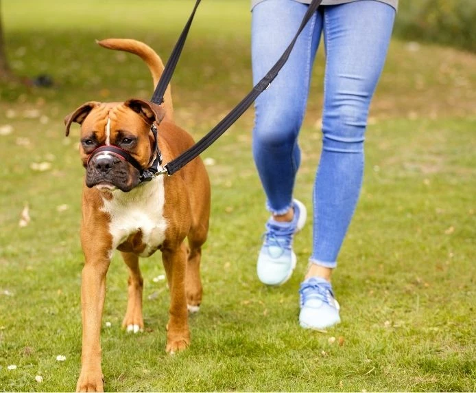 The Company Of Animals Muselière Rembourrée Anti-Tirant Optifit 7 The Company Of Animals Muselière Rembourrée Anti-Tirant Optifit – Image 5