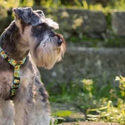 Dashi Harnais Avec Laisse Avocado Pour Chats -Trixie Soldes Magasin Harness 630627fbc725f