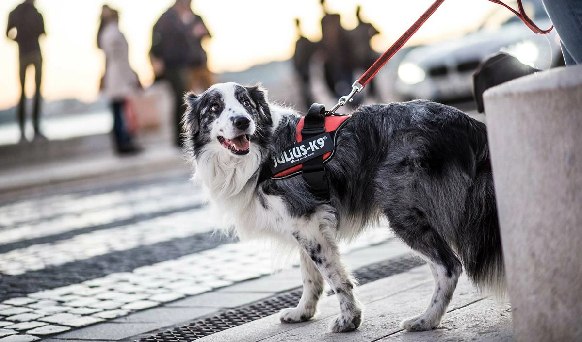 Julius K9 IDC Neon Cowboy Puissance Harnais Avec Border 7 Julius K9 IDC Neon Cowboy Puissance Harnais Avec Border – Image 5