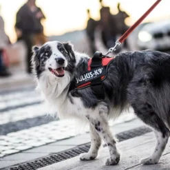 Julius K9 IDC Harnais Rouge -Trixie Soldes Magasin IMG 3949 copy 627231c4b6b09