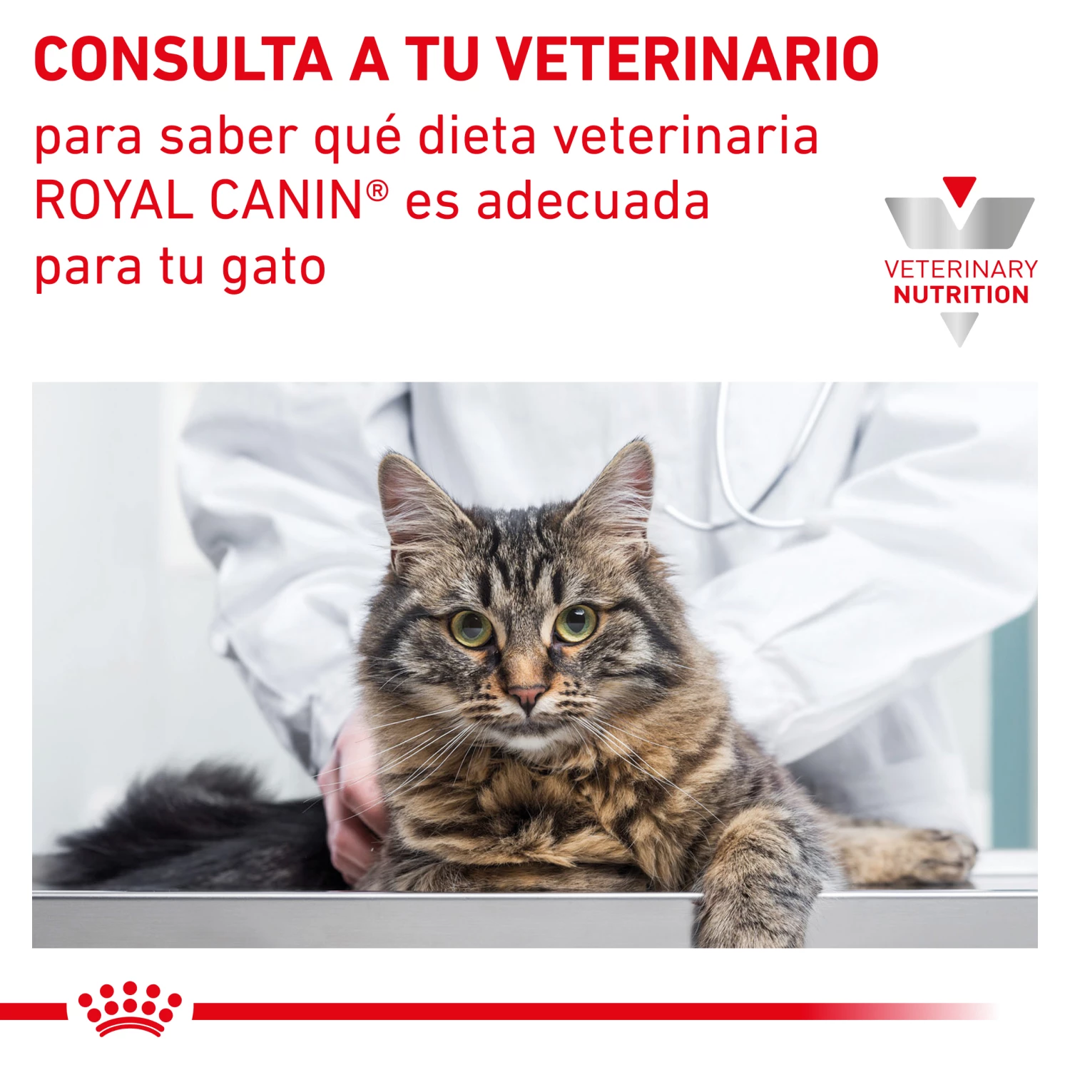 Royal Canin Renal Paté 7 Royal Canin Renal Paté – Image 5