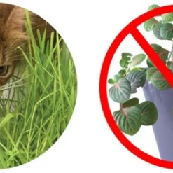 Catit Senses 2.0 Grass Planter Germoir 12 Catit Senses 2.0 Grass Planter Germoir -Trixie Soldes Magasin Imagem2 637611e1cc8ff