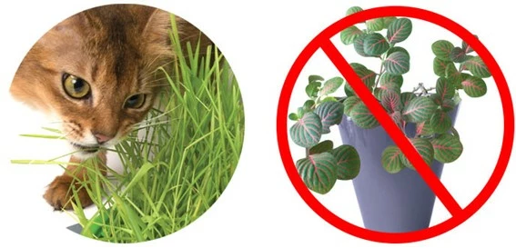 Catit Senses 2.0 Grass Planter Germoir 5 Catit Senses 2.0 Grass Planter Germoir – Image 3