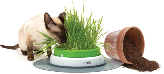 Catit Senses 2.0 Grass Planter Germoir 6 Catit Senses 2.0 Grass Planter Germoir – Image 4