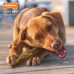 Nylabone Ec Bully Bully Stick Beef 10 Nylabone Ec Bully Bully Stick Beef -Trixie Soldes Magasin JU01725 4 637e36ff434af