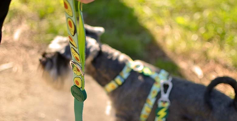 Dashi Laisse Avocado 4 Dashi Laisse Avocado – Image 2