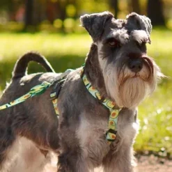 Dashi Laisse Avocado 8 Dashi Laisse Avocado -Trixie Soldes Magasin Leash 624ab920c77cc