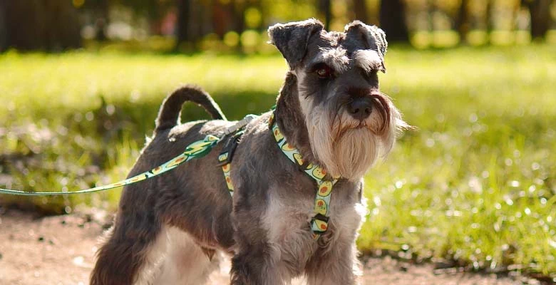 Dashi Laisse Avocado 5 Dashi Laisse Avocado – Image 3