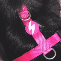 Dashi Harnais Avec Laisse Solid Pink Pour Chats -Trixie Soldes Magasin LifestylePink Harness 2 6306283db9e02
