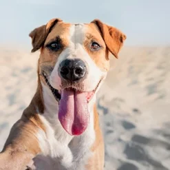 VetNova Multiva Active Dog 45 Chews -Trixie Soldes Magasin PERRO 9 636ce14a8a2cf