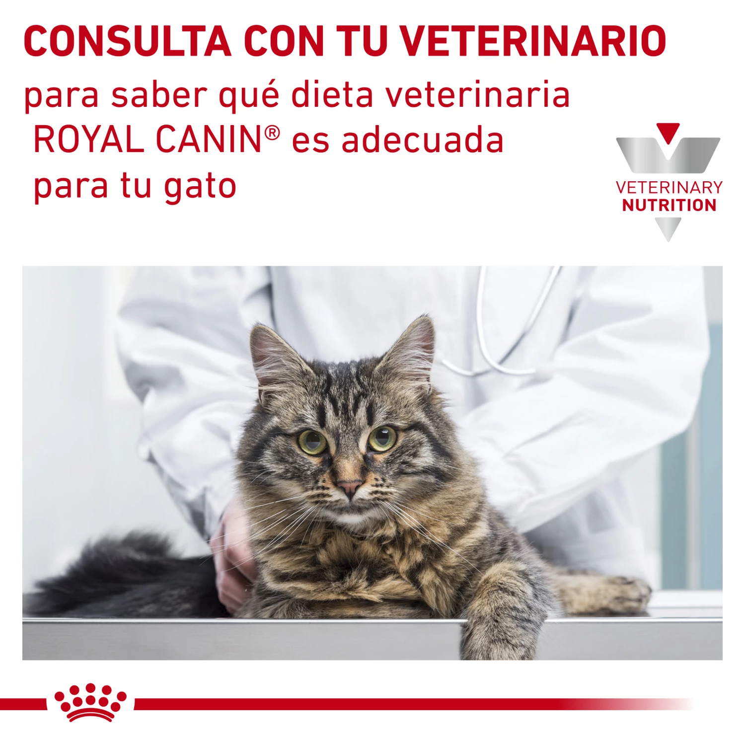 Royal Canin Cat Vétérinaire Régime Nourrir Antiallergiques AN24 9 Royal Canin Cat Vétérinaire Régime Nourrir Antiallergiques AN24 – Image 7