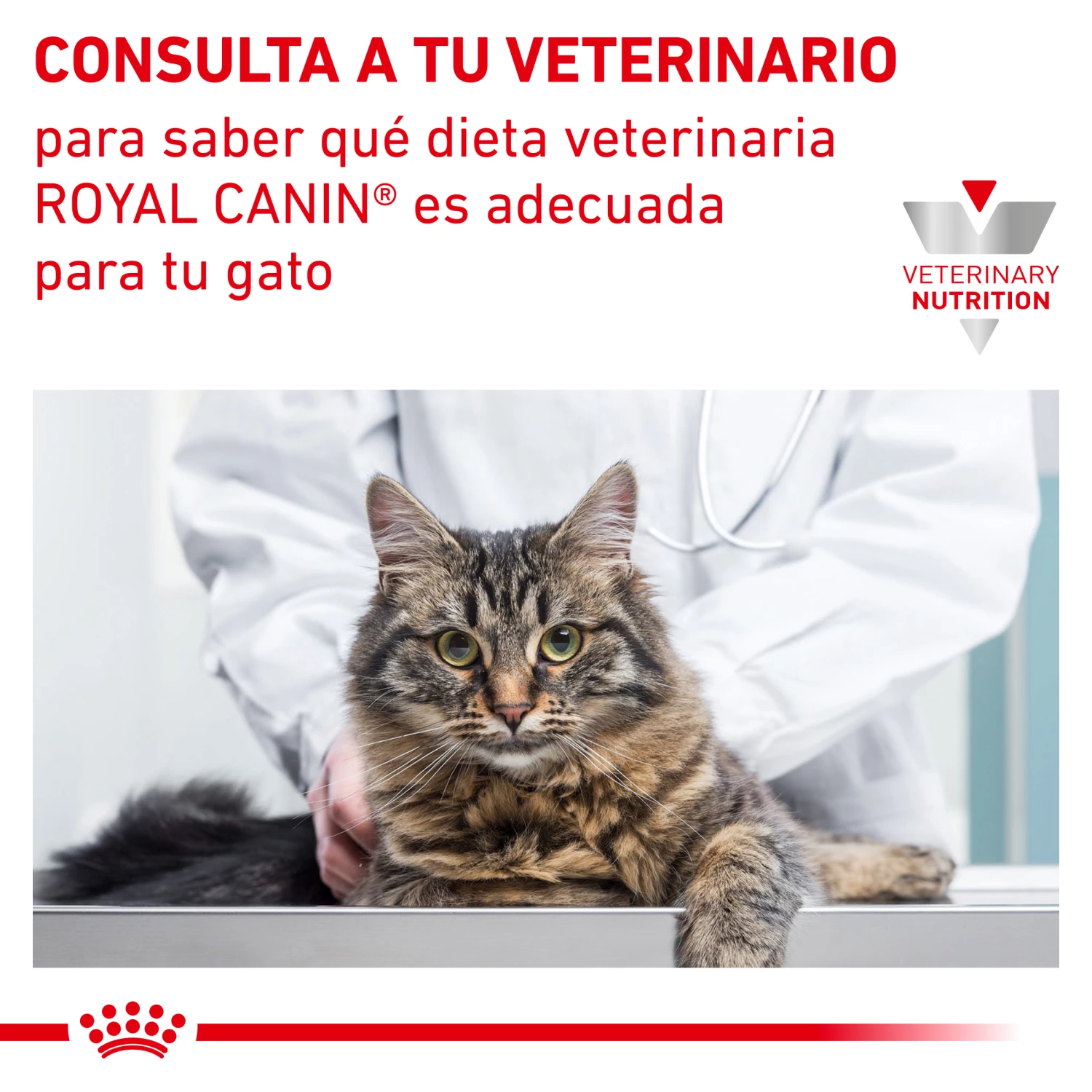 Royal Canin Nourriture Satiety Support Feline 12 Royal Canin Nourriture Satiety Support Feline – Image 10
