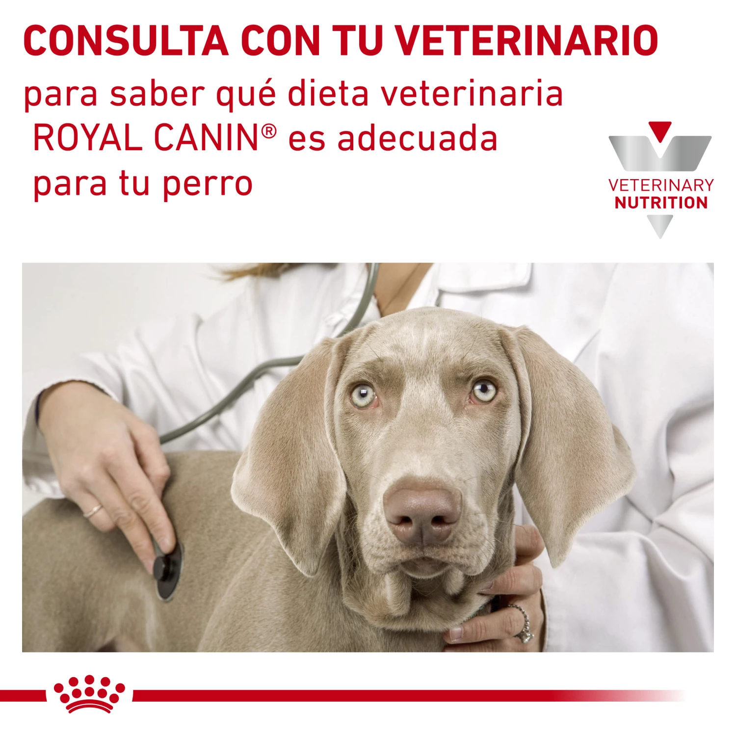 Royal Canin Tourteau Sensitivity Canine 10 Royal Canin Tourteau Sensitivity Canine – Image 8
