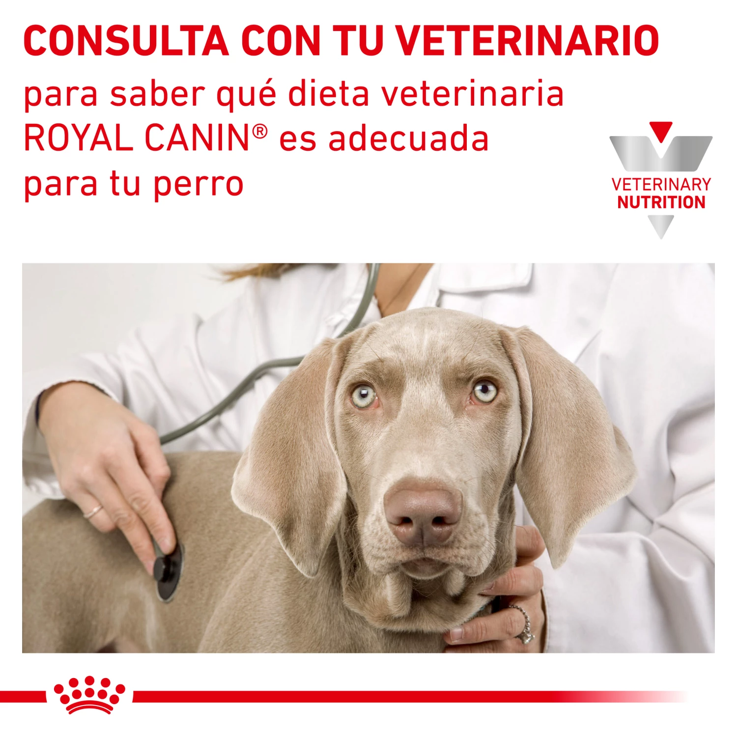 Royal Canin Nourriture Urinary S/O Moderate Calorie 10 Royal Canin Nourriture Urinary S/O Moderate Calorie – Image 8