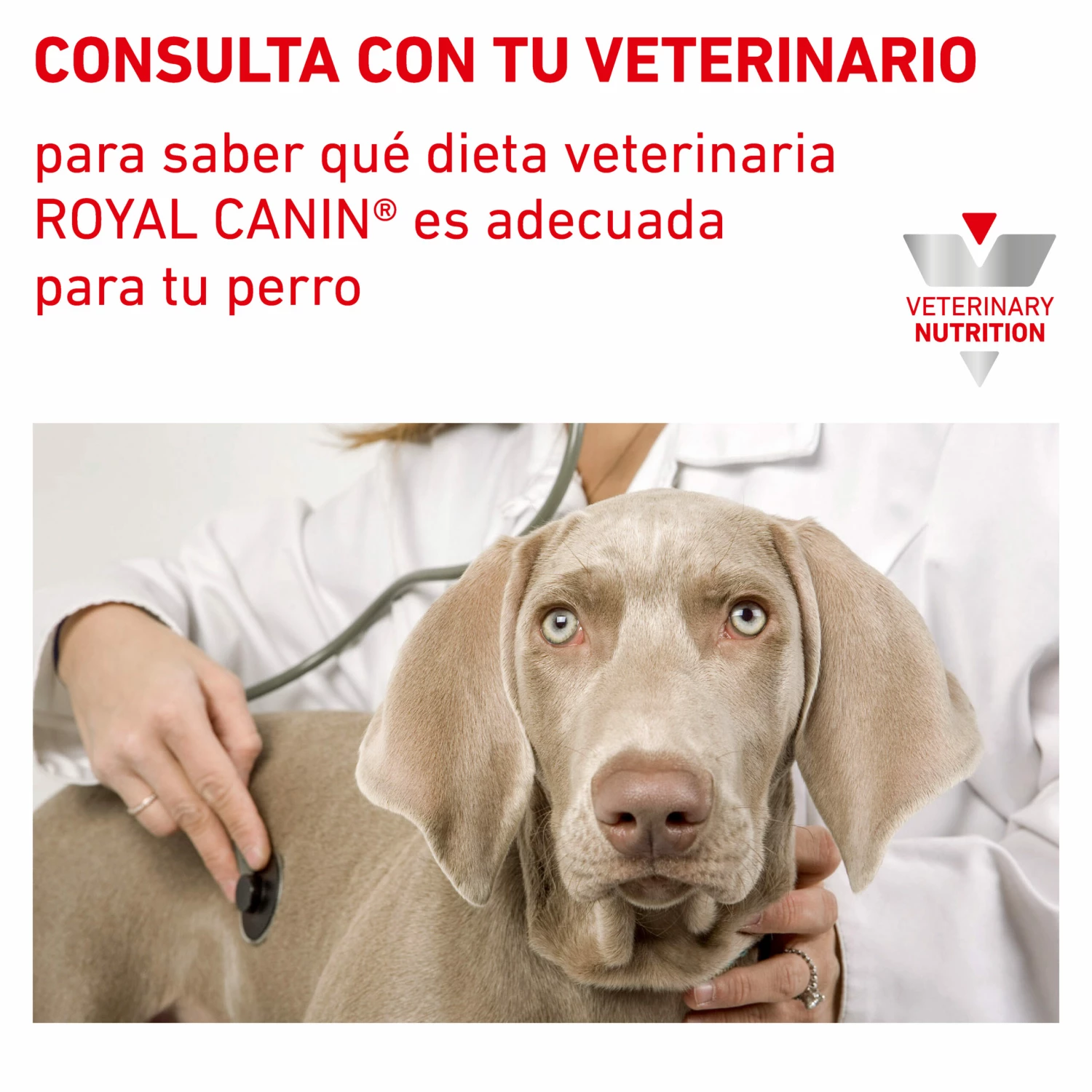 Royal Canin Nourriture Humide Urinary S/O Canine 10 Royal Canin Nourriture Humide Urinary S/O Canine – Image 8