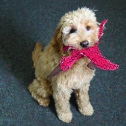 KONG Dynos Stegosaurus Vert -Trixie Soldes Magasin RDY13 2 1000x1000 62ea3d6515e8e