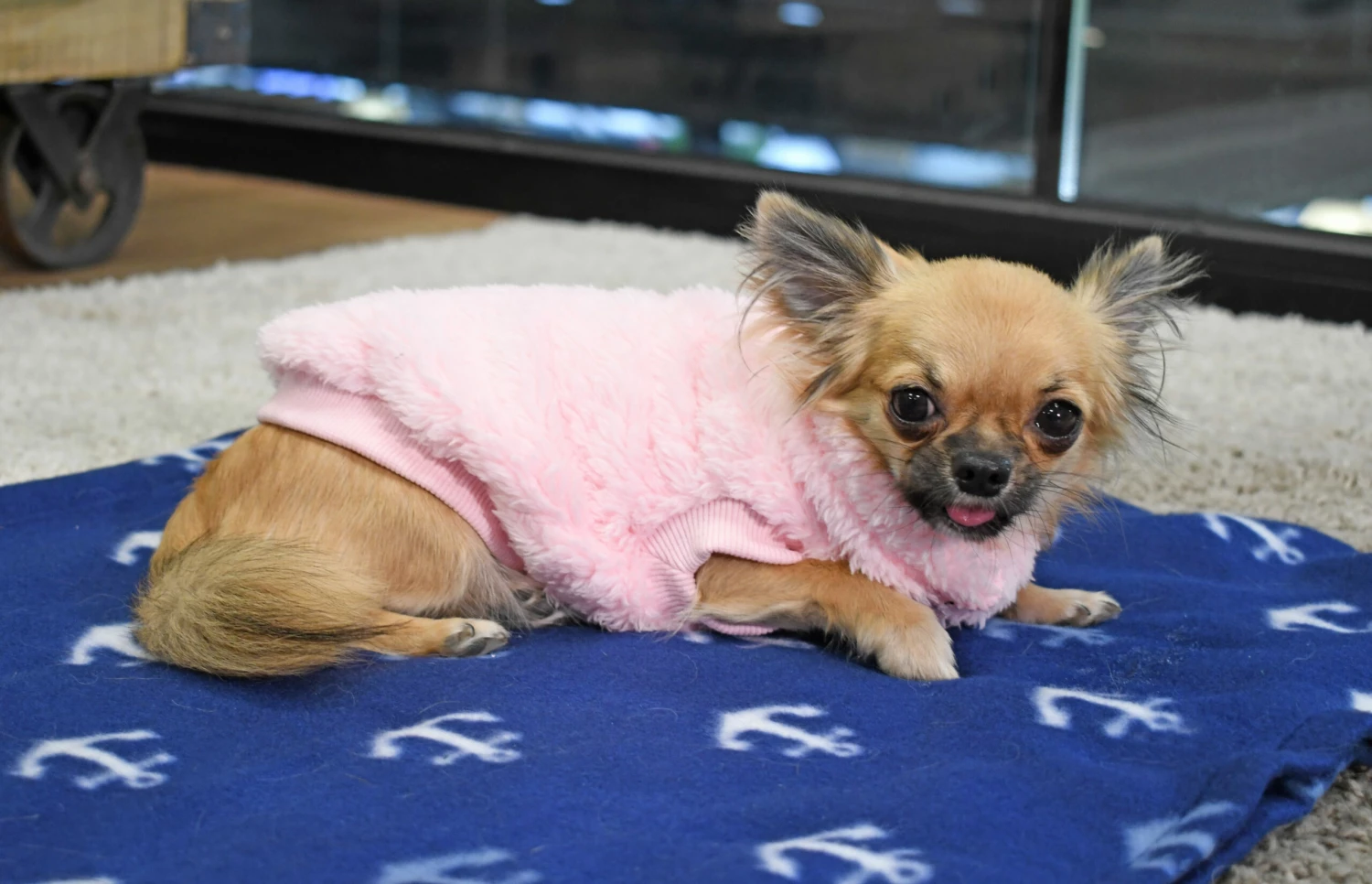 FuzzYard Turtle Teddy Sweatshirt Rose 7 FuzzYard Turtle Teddy Sweatshirt Rose – Image 5