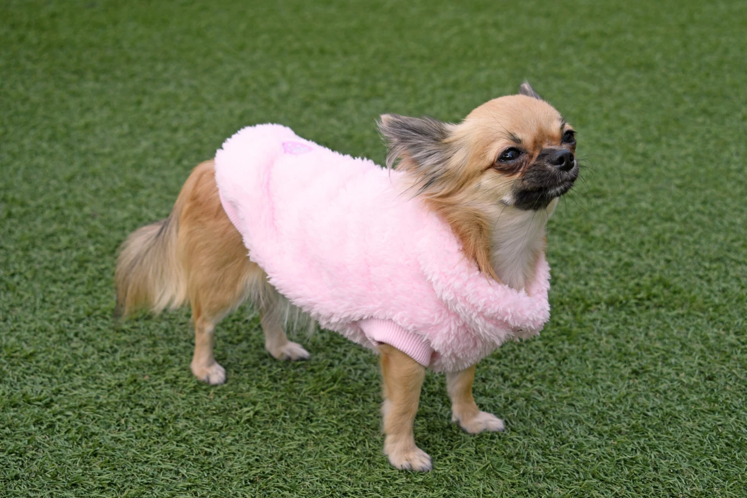 FuzzYard Turtle Teddy Sweatshirt Rose 9 FuzzYard Turtle Teddy Sweatshirt Rose – Image 7