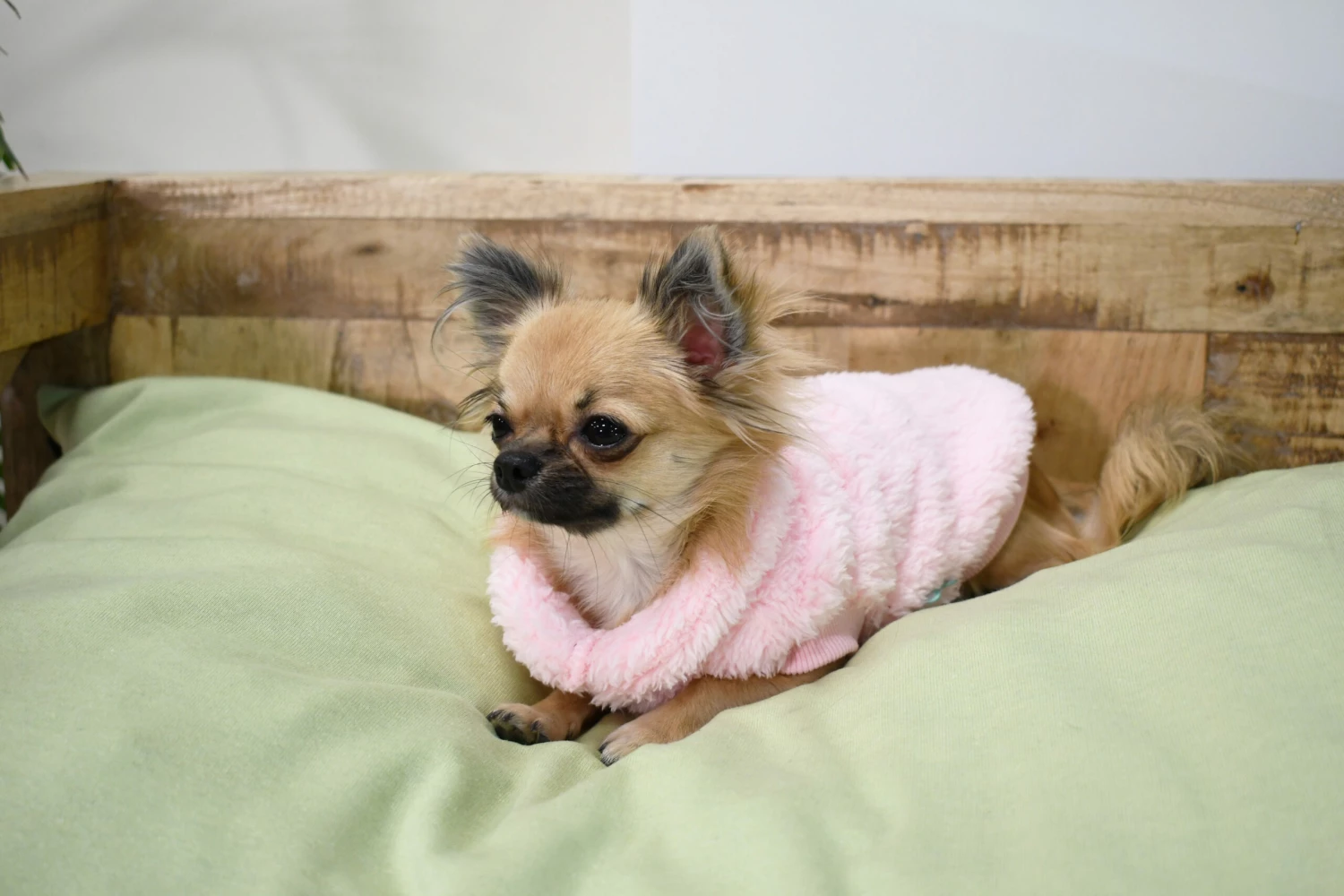 FuzzYard Turtle Teddy Sweatshirt Rose 10 FuzzYard Turtle Teddy Sweatshirt Rose – Image 8