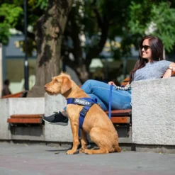 Julius K9 IDC Harnais Ruban Bleu -Trixie Soldes Magasin a62u4644 1 62722e140c927 scaled