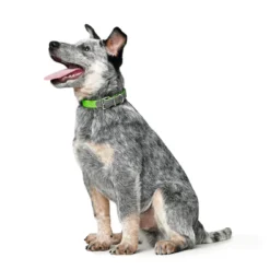 Hunter Collier De Chien Pratique De Couleur Jaune Fluo -Trixie Soldes Magasin apple111 21d1975f 606e 49f9 ad07 2840b6daf942 1024x1024 at 2x 62ac61d3aa3ee