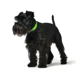 Hunter Collier De Commodité Pour Chiens De Couleur Noire -Trixie Soldes Magasin apple222 1024x1024 at 2x 62ac61fdbb958