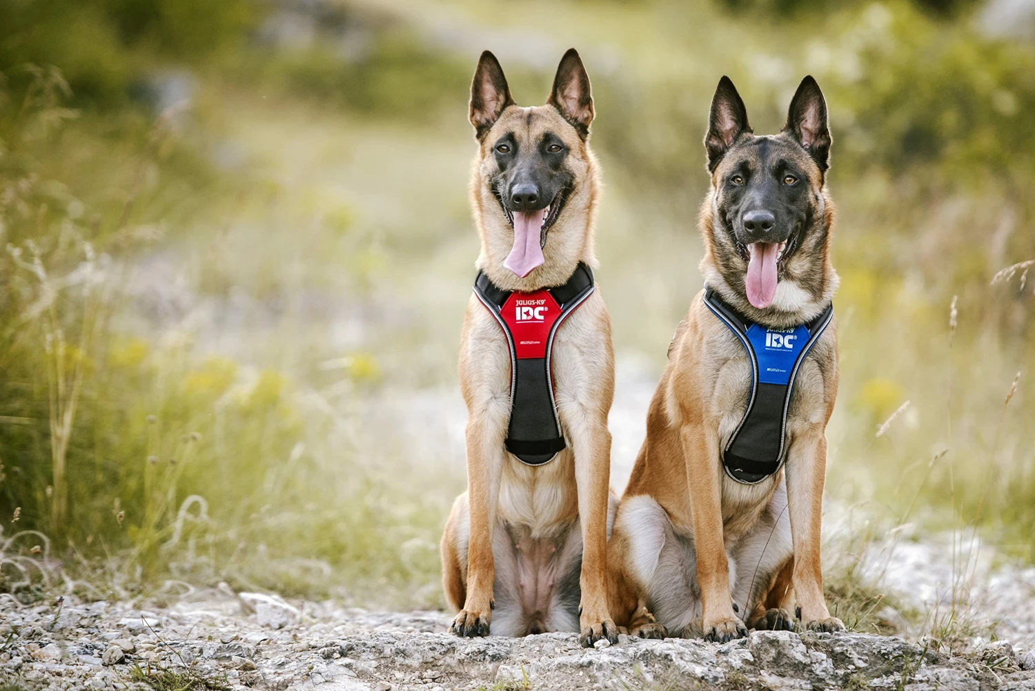 Julius K9 Arnes IDC Longwalk Bleu 5 Julius K9 Arnes IDC Longwalk Bleu – Image 3