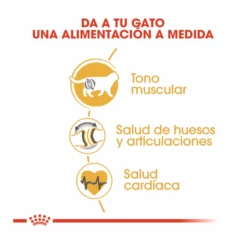 Royal Canin Tourteau British Shorthair 16 Royal Canin Tourteau British Shorthair -Trixie Soldes Magasin beneficios alimentacion gato 62f508a6607bf