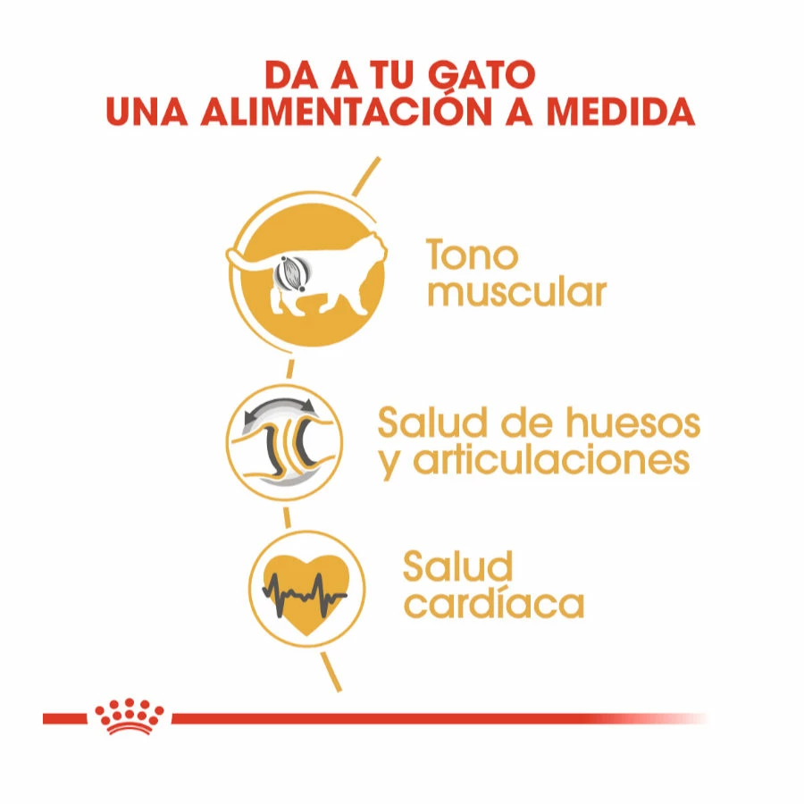 Royal Canin Tourteau British Shorthair 8 Royal Canin Tourteau British Shorthair – Image 6