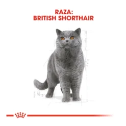 Royal Canin Tourteau British Shorthair 14 Royal Canin Tourteau British Shorthair -Trixie Soldes Magasin british shorthair 62f508a738259