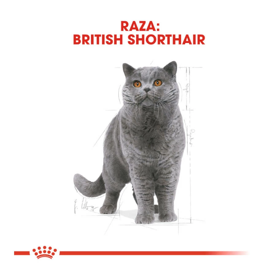 Royal Canin Tourteau British Shorthair 6 Royal Canin Tourteau British Shorthair – Image 4