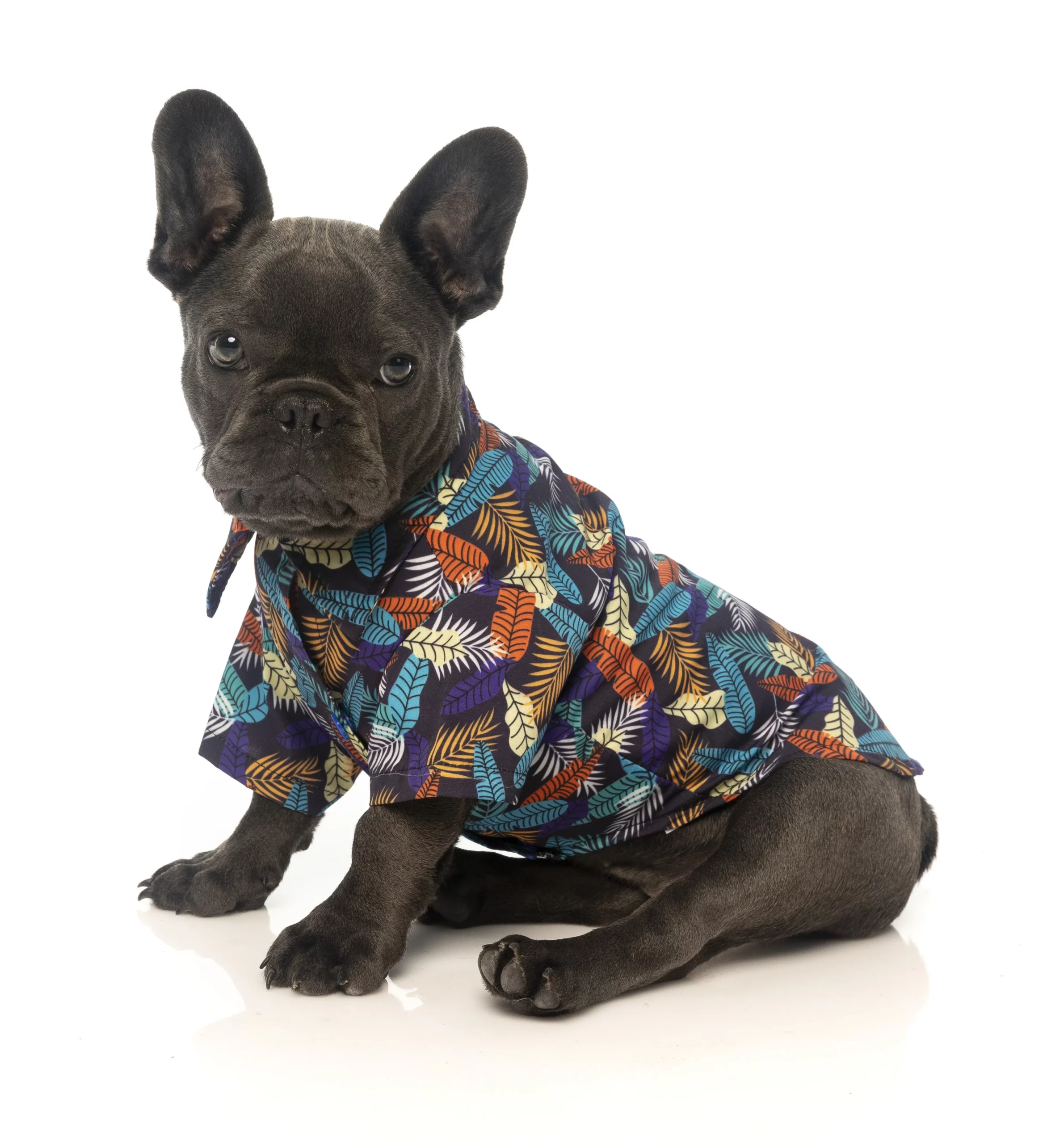 FuzzYard Chemise Hawaïenne Mahalo Pour Chiens 4 FuzzYard Chemise Hawaïenne Mahalo Pour Chiens – Image 2