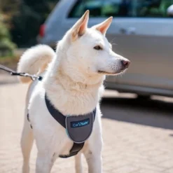 The Company Of Animals Harcèlement Pour Chiens Testé Contre L'Accident -Trixie Soldes Magasin carsafe para perros arnes 637dfd4cb31dc