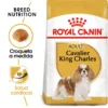 Royal Canin Cavalier King Charles Adult -Trixie Soldes Magasin cavalier king charles adult 2