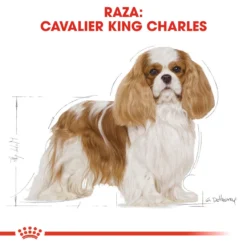 Royal Canin Cavalier King Charles Adult -Trixie Soldes Magasin cavalier king charles adult 5