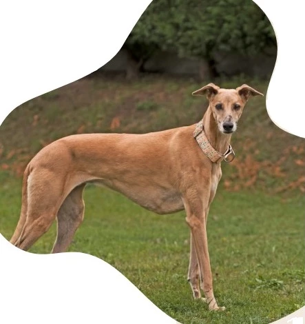 Bull Collier Pour La Tribu Des Lévriers 4 Bull Collier Pour La Tribu Des Lévriers – Image 2